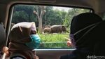 Berlibur di Taman Safari Bogor Saat Era New Normal