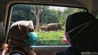 Wisatawan juga tetap harus memakai masker saat melakukan safari tour.  