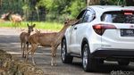 Berlibur di Taman Safari Bogor Saat Era New Normal