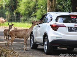 Lagi Musim PMK, Taman Safari Aman Dikunjungi Tidak?