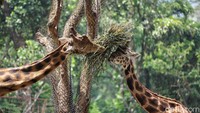 Selama masa pandemi, hewan-hewan yang ada di Taman Safari Bogor tetap sehat dan tidak kekurangan makanan.  