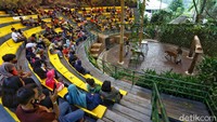 Semenjak dibuka di era new normal, secara perlahan turis mulai berdatangan ke Taman Safari. Kunjungan wisatawan ramai terutama saat weekend dan libur nasional.