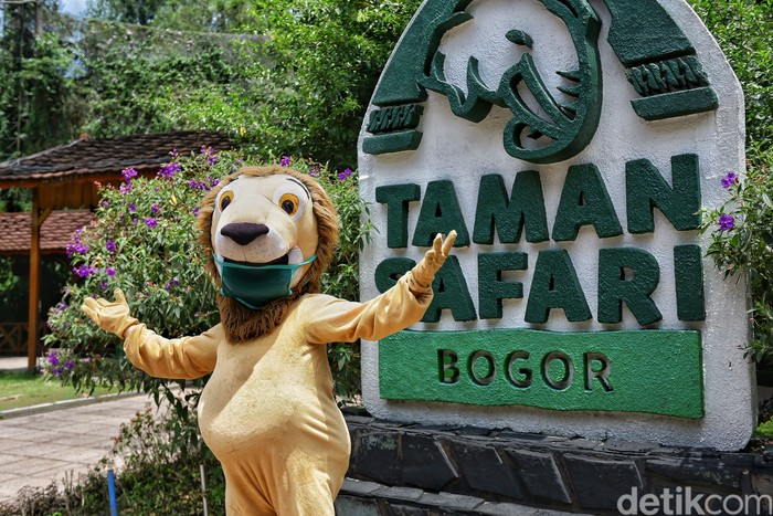 Taman Safari Indonesia telah membuka gerbangnya untuk wisatawan semenjak akhir Juni lalu. Wisatawan mulai ramai dan protokol kesehatan diterapkan di beragam titik.