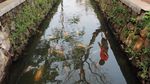 Selokan Penuh Ikan Ini Ada di Pamulang Lho
