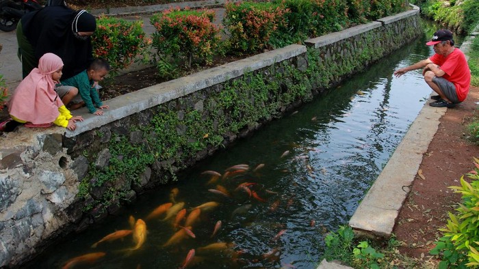 BUDI DAYA IKAN DI SALURAN AIR Warga memberi makan ikan yang dipelihara di saluran air di Perumahan Puri Pamulang, Pamulang, Tangerang Selatan, Banten, Jumat (11/9/2020). Warga perumahan memanfaatkan saluran air sepanjang 400 meter untuk membudidayakan ikan mas, mujair dan nila yang hasilnya dijual kepada warga sekitar dengan harga murah, sebagai upaya ketahanan pangan di tengah pandemi COVID-19. ANTARA FOTO/Muhammad Iqbal/pras.