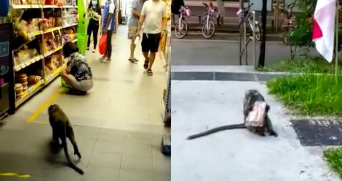 Bukan Manusia, 5 Aksi Pencurian Makanan Ini Dilakukan Oleh Hewan