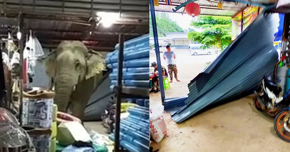 Bukan Manusia, 5 Aksi Pencurian Makanan Ini Dilakukan Oleh Hewan
