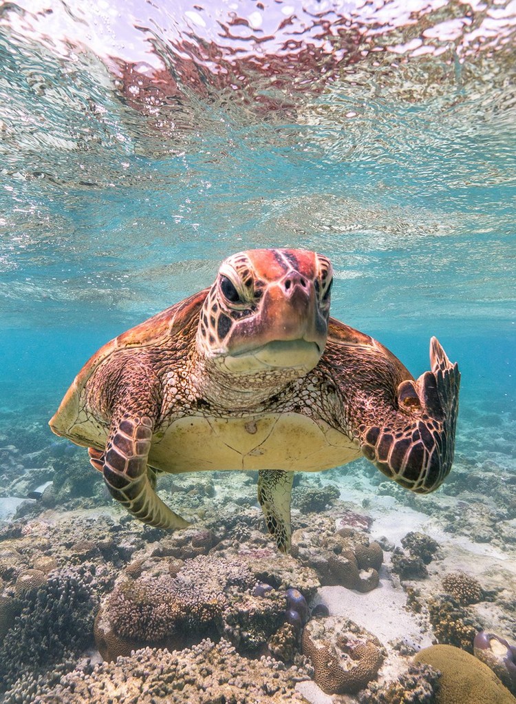 Comedy Wildlife Photography Awards 2020 Comedy Wildlife Photography Awards 2020