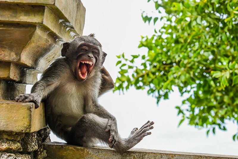 Comedy Wildlife Photography Awards 2020
