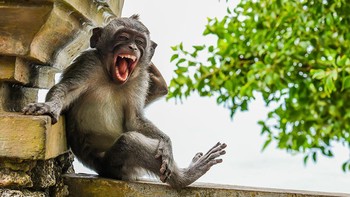 Kera ini mungkin disuruh berpose sambil ketawa. Foto: Luis Marti/Comedy Wildlife Photography Awards