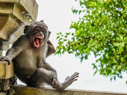 Foto Lucu Hewan dalam Comedy Wildlife Photography Awards