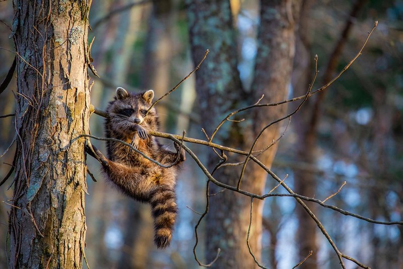 Comedy Wildlife Photography Awards 2020