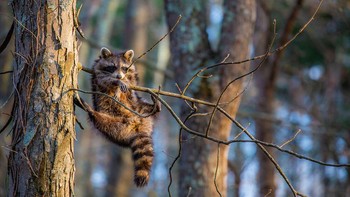 Rakun lagi bersantai di ranting pohon. Foto: Jill Neff/Comedy Wildlife Photography Awards