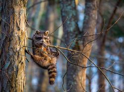 Foto Lucu Hewan dalam Comedy Wildlife Photography Awards