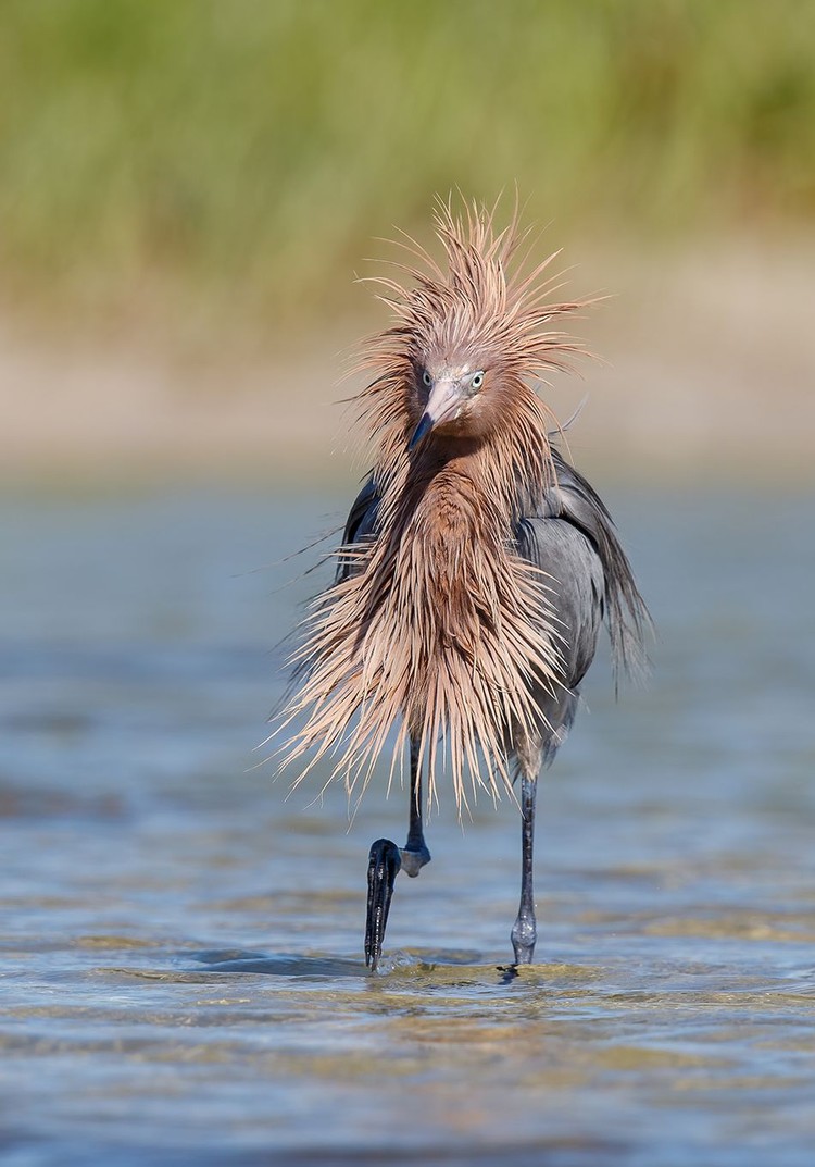 Comedy Wildlife Photography Awards 2020