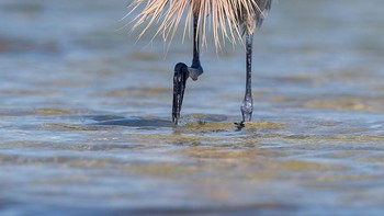 Waktu mencoba potong rambut sendiri saat PSBB. Foto: Gail Bisson/Comedy Wildlife Photography Awards