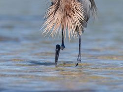 Foto Lucu Hewan dalam Comedy Wildlife Photography Awards