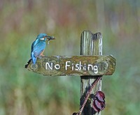 Comedy Wildlife Photography Awards 2020