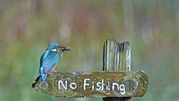 Burung ini berani melanggar aturan demi mengisi perut. Foto: Sally Lloyd-Jones/Comedy Wildlife Photography Awards