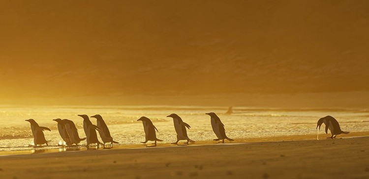 Comedy Wildlife Photography Awards 2020