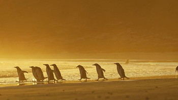 Mungkin penguin yang di belakang lagi mabuk darat. Foto: Christina Holfelder/Comedy Wildlife Photography Awards