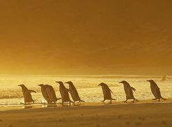 Foto Lucu Hewan dalam Comedy Wildlife Photography Awards