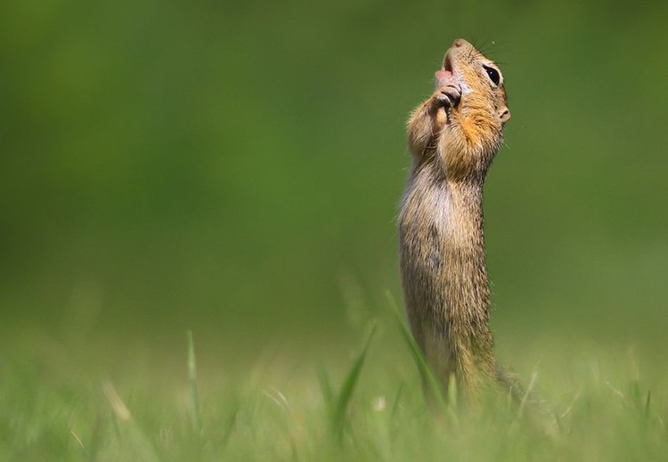 Comedy Wildlife Photography Awards 2020