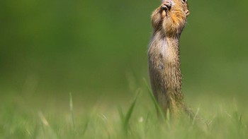 Do, re, mi, fa, so, la, si, dooooo. Foto: Kranitz Roland/Comedy Wildlife Photography Awards