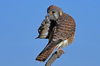 Comedy Wildlife Photography Awards 2020