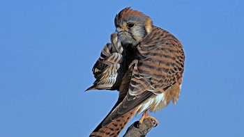 Ssshhh..., jangan berisik. Foto: Mike Lessel/Comedy Wildlife Photography Awards