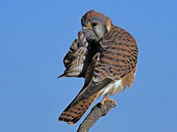 Foto Lucu Hewan dalam Comedy Wildlife Photography Awards