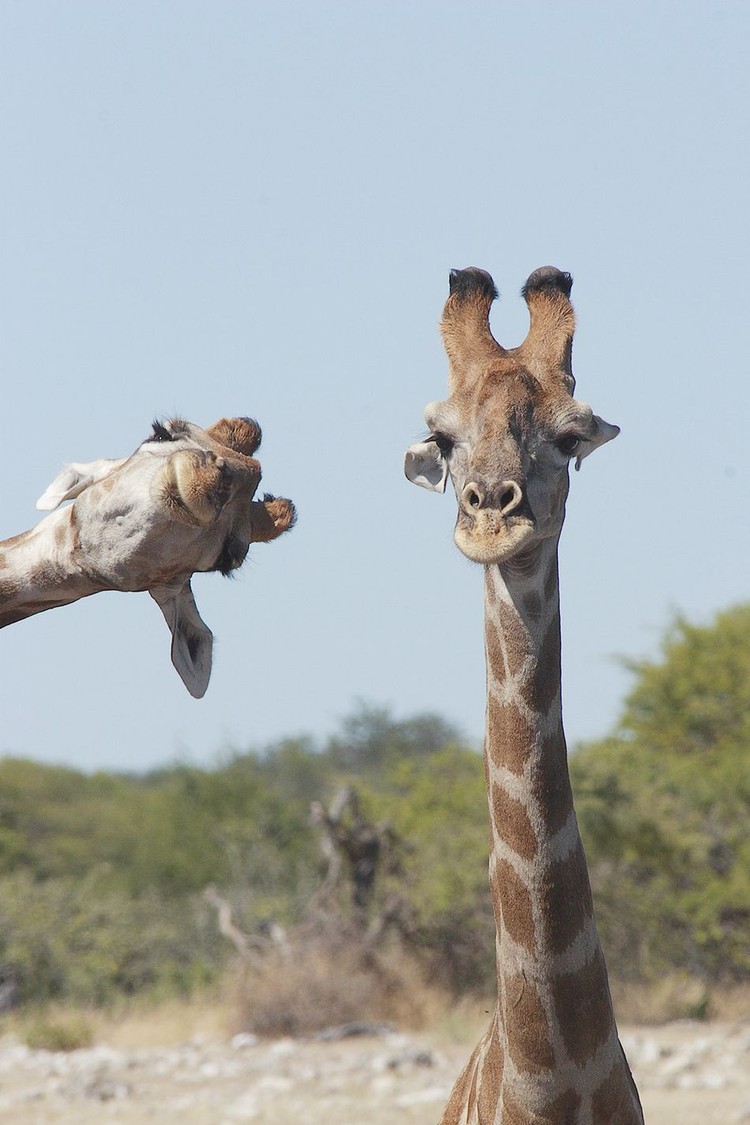 Comedy Wildlife Photography Awards 2020 Comedy Wildlife Photography Awards 2020