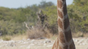 Lagi foto serius malah kena photobomb. Foto: Brigitte Alcalay-Marcon/Comedy Wildlife Photography Awards