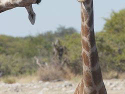 Foto Lucu Hewan dalam Comedy Wildlife Photography Awards