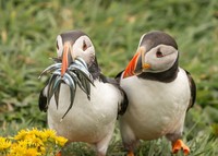 Comedy Wildlife Photography Awards 2020