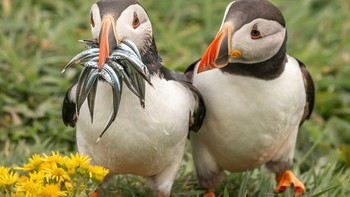 Bro, bagi dong ikannya. Foto: Krisztina Scheeff/Comedy Wildlife Photography Awards