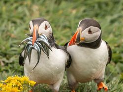 Foto Lucu Hewan dalam Comedy Wildlife Photography Awards