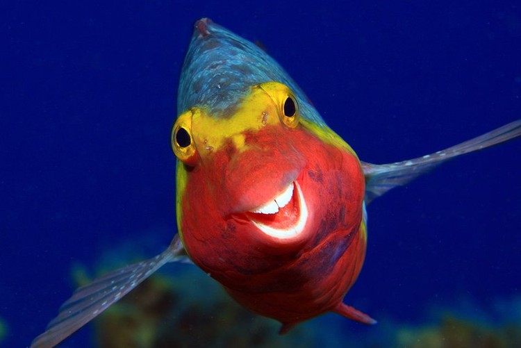 Comedy Wildlife Photography Awards 2020 Comedy Wildlife Photography Awards 2020