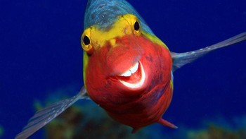 1, 2, 3, senyum ke kamera! Foto: Arthur Telle Thiemann/Comedy Wildlife Photography Awards