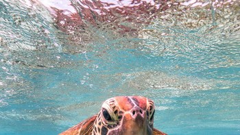 Waduh, si penyu marah sama siapa nih kok sampai mengacungkan jari tengah? Foto: Mark Fitzpatrick/Comedy Wildlife Photography Awards