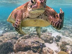 Foto Lucu Hewan dalam Comedy Wildlife Photography Awards