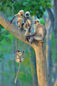Comedy Wildlife Photography Awards 2020