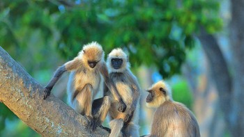 Monyet-monyet lagi menunggu giliran untuk main ayunan. Foto: Thomas Vijayan/Comedy Wildlife Photography Awards