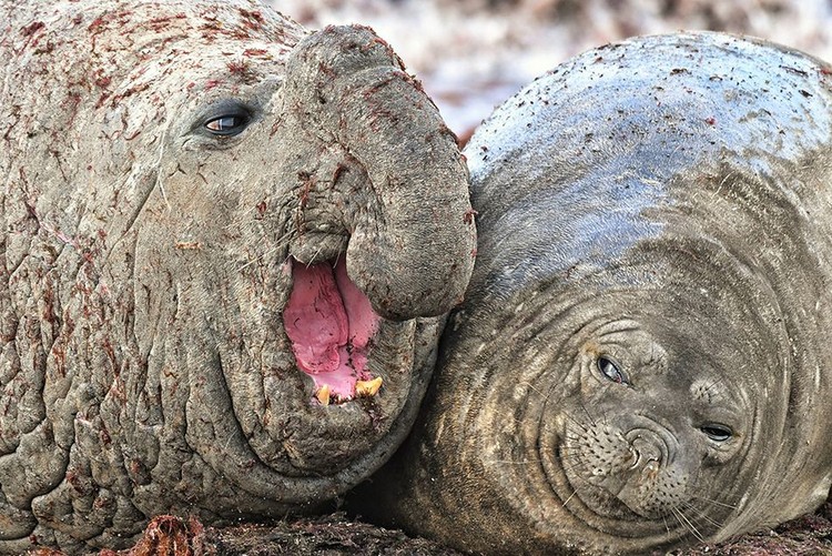Comedy Wildlife Photography Awards 2020 Comedy Wildlife Photography Awards 2020