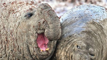 Ketika temanmu sudah bosan mendengar ceritamu. Foto: Luis Burgueno/Comedy Wildlife Photography Awards