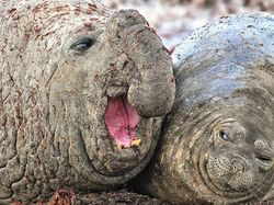 Foto Lucu Hewan dalam Comedy Wildlife Photography Awards