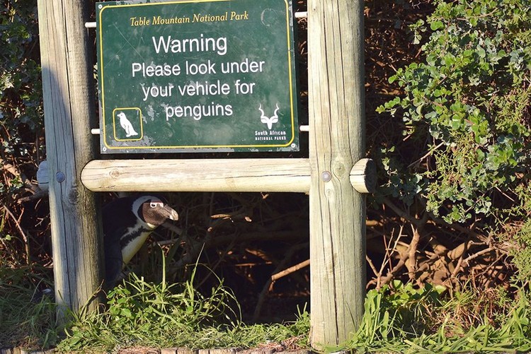 Comedy Wildlife Photography Awards 2020