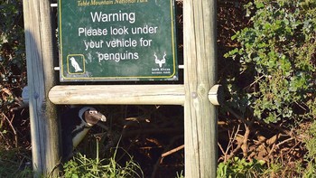 Penguinnya lagi sembunyi dari kamera. Foto: Pearl Kasparian/Comedy Wildlife Photography Awards