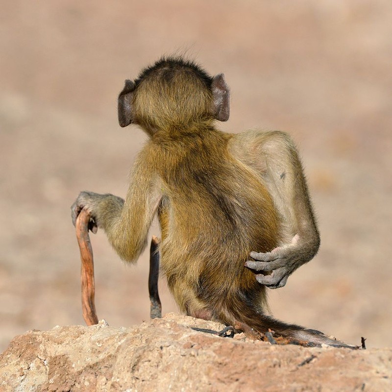 Comedy Wildlife Photography Awards 2020
