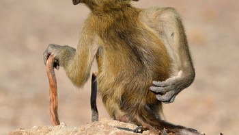 Monyet ini lagi cosplay jadi kakek tua yang jalan pakai tongkat. Foto: Martin Grace Kendal/Comedy Wildlife Photography Awards